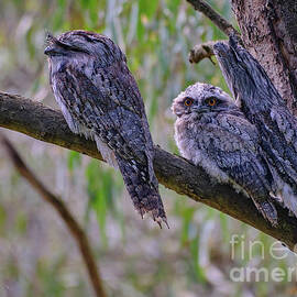 A Tawny Frogmouth Family by Neil Maclachlan