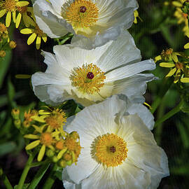 A Trio of White Prickly Poppies by Lynn Bauer