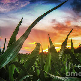 A view through the corn field at sunset by Dejan Travica