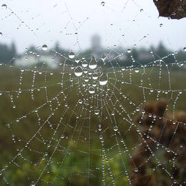 A Web of Droplets by Kathrin Poersch