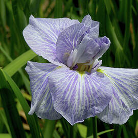 A White and Purple Striped Iris by Heron And Fox