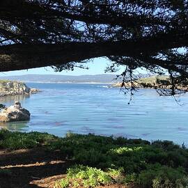 Whalers Cove Point Lobos by Luisa Millicent