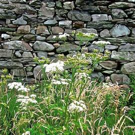 Abandoned Cottage Wall by Stephanie Moore
