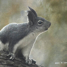 Abert's Squirrel by R christopher Vest