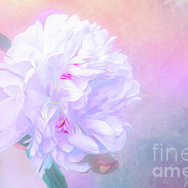 Abstract Candy Colored Peony by Anita Pollak