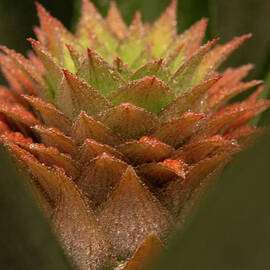 abstract Pineapple plant closeup. j2 by Alon Meir