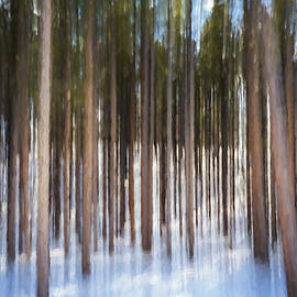 Abstract Trees Yellowstone National Park