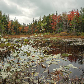 Acadia Pond by Alexa Keeley