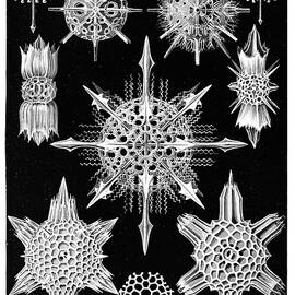 Acanthophracta Miracle Rays - High resolution - Digitally enhanced by Ernst Haeckel