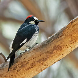 Acorn woodpecker by Jack Nevitt