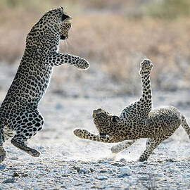 Acrobatic Leopards by Tony Camacho