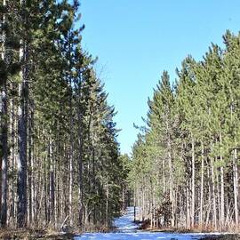 Admiring the Pine Trees by Ann Brown