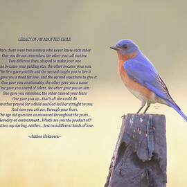 Adoption Poem Bluebird by Trish Tritz