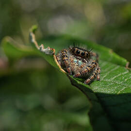 Adorable Little Guy by Linda Howes