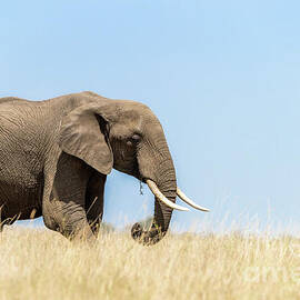 Adult elephant walks through the long red-oat grass of the Masai Mara. Blue sky background and space for text. by Jane Rix