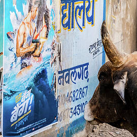 Advertisings touch even the cows from Nawalgarth, Rajasthan by Lie Yim