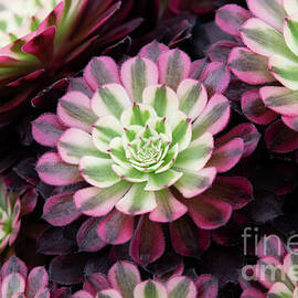 Aeonium Red Copper by Tim Gainey