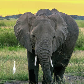 African Elephant Sunset by Eric Albright