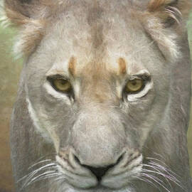 African Lioness Up Close Portrait by Rebecca Herranen