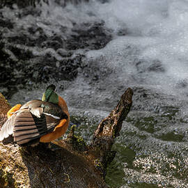 African Pigmy Goose Enjoying the Water