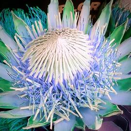 African Protea in Baby Blue by Loraine Yaffe