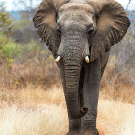 African Savannah Elephant by Jan Fijolek