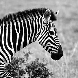 African Zebra 