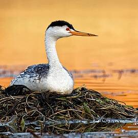 After the Dance - Clark's Grebe