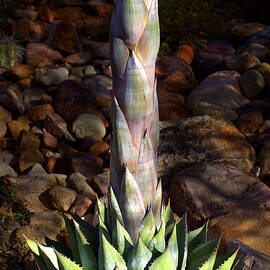 Agave In The Garden by Douglas Taylor