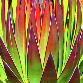 Agave Leaves Abstract by Douglas Taylor