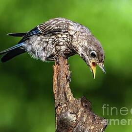 Aggressive Juvenile Eastern Bluebird by Cindy Treger