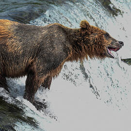 Alaskan Brown Bear Catching Salmon at Brooks Falls Alaska by Mitch Knapton