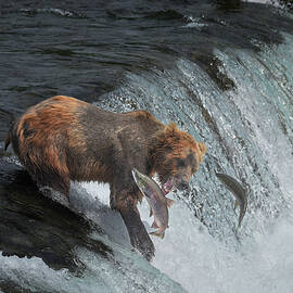 Alaskan Brown Bear Deciding on which Salmon it wants for dinner by Mitch Knapton