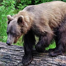 Alaskan Brown Bear on a Log by Scott Mason Photography