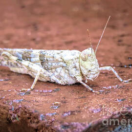 Albino Grasshopper by Elisabeth Lucas