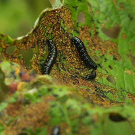 Alder Leaf Beetle Larvae Lunching by James Dower