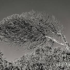 Algarve Windblown Tree 3 by Bob Phillips