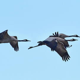 All the blue sky. Eurasian crane by Jouko Lehto