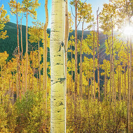 All You Can Change Is Yourself, And That Changes Everything. White River National Forest, Colorado by Bijan Pirnia