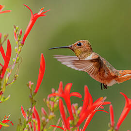 Allen's Hummingbird And Red Flowers by Morris Finkelstein