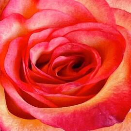 Almost Watercolor Rose by Saving Memories By Making Memories