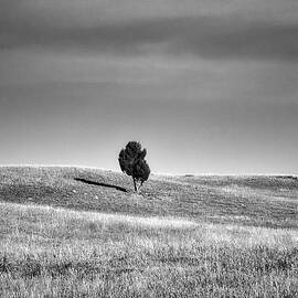 Alone In The Black Hills in BW by Michael R Anderson
