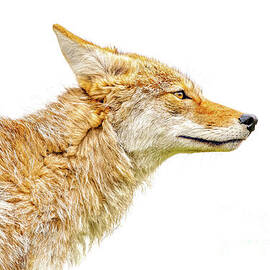 Alpine Coyote by Jennifer Jenson
