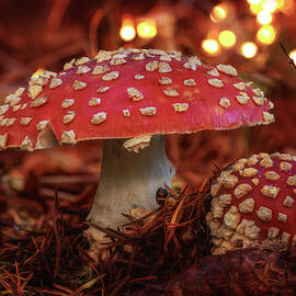 Amanita Muscaria by Wes and Dotty Weber