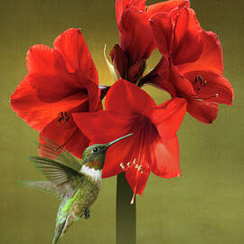 Amaryllis and Hummingbird by Spadecaller