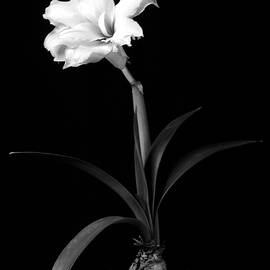 Amaryllis in Black and White by Alastair Worden