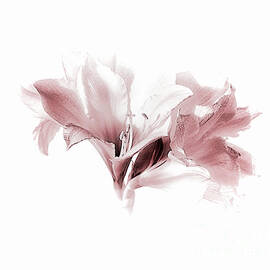 Amaryllis in Pink Tones 2 by Lynn Bolt