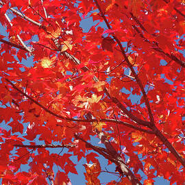 AMBER On RED, AUTUMN by Douglas Taylor