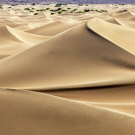 Amber Waves Of Sand by Bill Gallagher