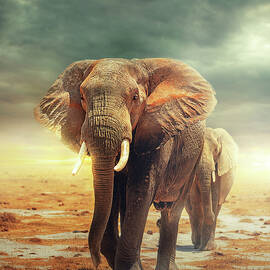 Amboseli - Land of the Elephants by Good Focused